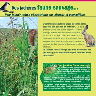 Des jachères faune sauvage…
    Pour fournir refuge et nourriture aux oiseaux et mammifères

                                L’uniformité des cultures gagne du terrain et les
                                espaces non cultivés se raréfient. Le petit
                                gibier de plaine s'en trouve fragilisé. La faune
                                sauvage a besoin de milieux diversifiés pour
                                se nourrir et se reproduire ; les plantes spéci-
                                fiquement semées dans les jachères faune
                                sauvage répondent à ces besoins. La date de
                                broyage tardive permet d'épargner les jeunes
                                animaux.
                                La jachère faune sauvage est donc aujourd'hui une
                                pratique agricole indispensable pour maintenir cette
                                biodiversité.



                                                  Une jachère faune sauvage
                                                  est une parcelle de différents mélanges
                                                  de semences spécifiques annuels ou
                                                 pluriannuels. Les implantations ont lieu au
                                               printemps ou à l’automne.
                                    Le couvert implanté offre aux oiseaux (perdrix, caille
                                 des blés, linotte mélodieuse, etc.) et mammifères (lièvre,
                                 chevreuil, cerf…), gîte et nourriture mais aussi refuge
                                 contre les prédateurs et lieu de reproduction.
                                 La jachère “faune sauvage” est gérée et entretenue
                                 dans le respect d’un cahier des charges spécifique adapté
                                 aux contraintes agricoles et environnementales locales.

4
 