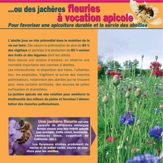 ...ou des jachères fleuries
                      à vocationlaapicole
Pour favoriser une apiculture durable et survie des abeilles

L’abeille joue un rôle primordial dans le maintien de la
vie sur terre. Elle assure la pollinisation de plus de 84 %
des végétaux et participe à la production de 85 % environ
des fruits et des légumes dont les vôtres.
Mais depuis une dizaine d’années, on obser ve une
mortalité importante des colonies d’abeilles.
Les monocultures, la disparition des haies, l’urbanisa-
tion, les pesticides, fragilisent la survie des insectes
pollinisateurs, notamment des abeilles qui ne trouvent
plus, dans certains territoires, des sources de pollen
suffisantes et diversifiées.
La jachère apicole est une solution pour améliorer la
biodiversité des milieux de plaine et favoriser l’alimen-
tation des insectes pollinisateurs.




                      Une jachère fleurie est une
                     parcelle de différents mélanges
                    floraux choisis pour leur intérêt apicole
                   (par exemple, trèfle violet, bourrache,
                  centaurée bleue, coquelicot de
                  Californie, etc.).
                  Les floraisons étalées produisent du
                nectar et du pollen variés, source de nour-
             riture pour les abeilles.

                                                                5
 