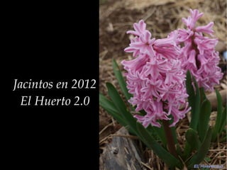 Jacintos en 2012
 El Huerto 2.0
 