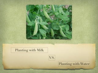 Planting with Milk

                     VS.
                           Planting with Water
 
