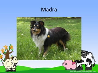 Madra
 