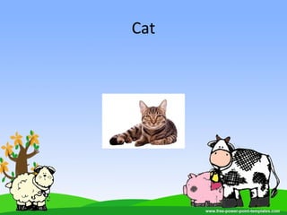Cat
 
