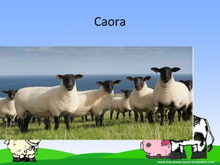 Caora
 