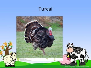Turcaí
 