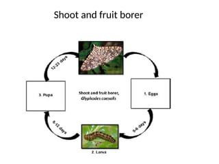 Jackfruit Insect Pests of Jack fruit, Atrocarpus species, insect pest | PPTX