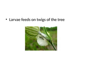 Jackfruit Insect Pests of Jack fruit, Atrocarpus species, insect pest | PPTX