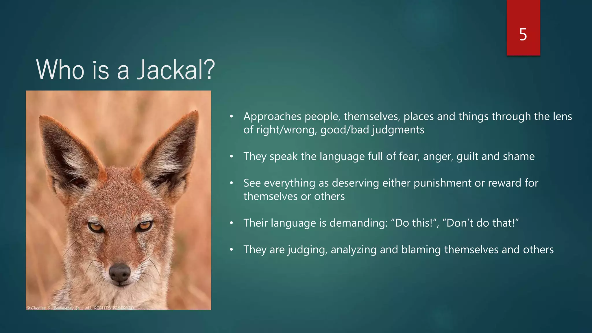 Girfaffe Language Jackal and giraffe | PPT