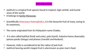 jackfruit.pptx jackfruit.pptxcultivation | PPT