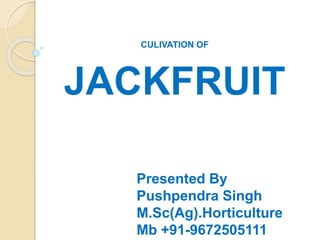CULIVATION OF
JACKFRUIT
Presented By
Pushpendra Singh
M.Sc(Ag).Horticulture
Mb +91-9672505111
 