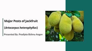 Jackfruit Insect Major Pests of Jackfruit (Artocarpus heterophyllus).pptx