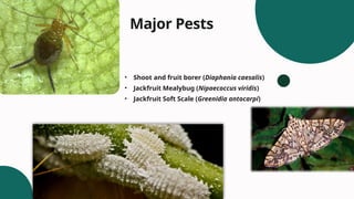 Jackfruit Insect Major Pests of Jackfruit (Artocarpus heterophyllus).pptx