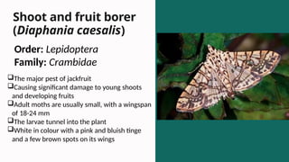 Jackfruit Insect Major Pests of Jackfruit (Artocarpus heterophyllus).pptx