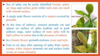 Jackfruit ppt.. | PDF
