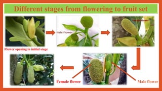 Jackfruit ppt.. | PDF