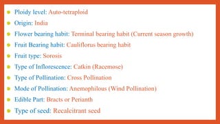 Jackfruit ppt.. | PDF
