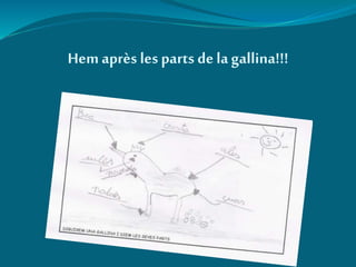 Hemaprès les parts dela gallina!!!
 