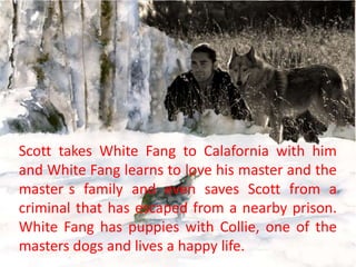 Scott takes White Fang to Calafornia with him
and White Fang learns to love his master and the
master s family and even saves Scott from a
criminal that has escaped from a nearby prison.
White Fang has puppies with Collie, one of the
masters dogs and lives a happy life.

 
