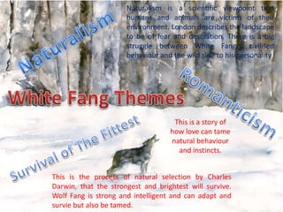 Naturalism is a scientific viewpoint that
humans and animals are victims of their
environment. London describes the landscape
to be of fear and desolation. There is a big
struggle between White Fang s civilised
behaviour and the wild side to his personality.

This is a story of
how love can tame
natural behaviour
and instincts.
This is the process of natural selection by Charles
Darwin, that the strongest and brightest will survive.
Wolf Fang is strong and intelligent and can adapt and
survie but also be tamed.

 