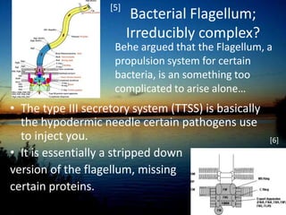 The implicit suggestion is that all the parts of a mousetrap would have had to come into being at once, an impossibility unless there were an intelligent designer Not necessarily, Kenneth Miller used a mousetrap which was missing the catch and the metal bar as a tie clip. From this he demonstrates that these ‘irreducibly complex’ systems can arise out of more simple ones which serve different purposes, as a gradual process.