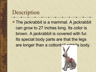 Description The jackrabbit is a mammal. A jackrabbit can grow to 27 inches long. Its color is brown. A jackrabbit is covered with fur. Its special body parts are that the legs are longer than a cottontail rabbits body . 