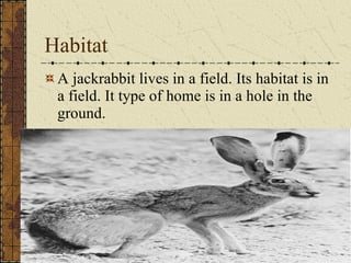 Habitat A jackrabbit lives in a field. Its habitat is in a field. It type of home is in a hole in the ground. 