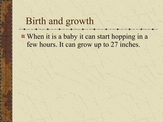 Birth and growth When it is a baby it can start hopping in a few hours. It can grow up to 27 inches.  