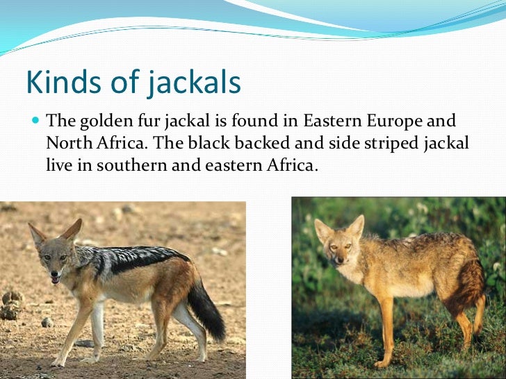 Jackals