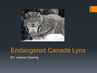 Endangered Canada Lynx
BY: Jackson Gearing
 