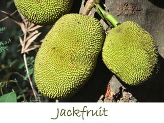 Jackfruit
 