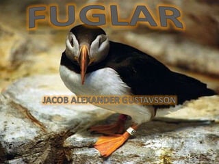 Fuglar Jacob Alexander Gustavsson 