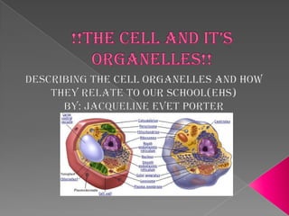 !!The cell and it’s organelles!! Describing the cell organelles and how they relate to our school(ehs) By: jacquelineevet porter  