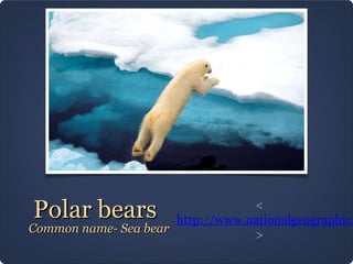 Polar bears

<
http://www.nationalgeographic.
Common name- Sea bear
>

 