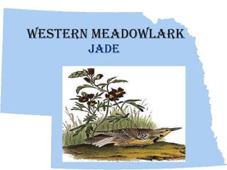 Western Meadowlark
      Jade
 