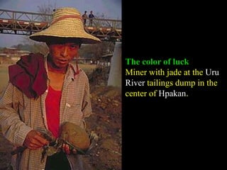 The color of luck 
Miner with jade at the Uru 
River tailings dump in the 
center of Hpakan. 
 