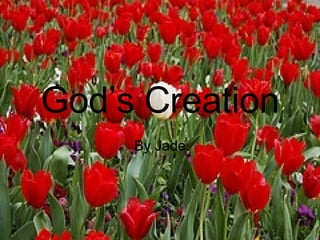 God’s Creation By Jade 