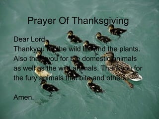Dear Lord, Thankyou for the wild life and the plants. Also thankyou for the domestic animals as well as the wild animals. Thankyou for the fury animals that bite and others.  Amen. Prayer Of Thanksgiving  