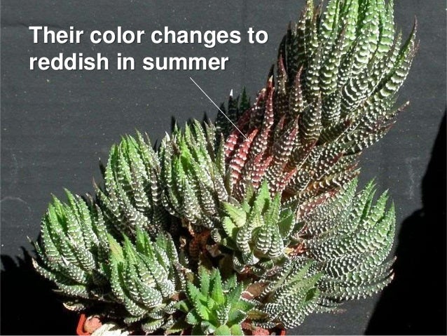 types of cactus