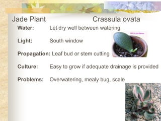 Jade Plant			CrassulaovataWater:	Let dry well between watering Light:	South window Propagation: Leaf bud or stem cutting Culture:	Easy to grow if adequate drainage is provided Problems:	Overwatering, mealy bug, scale