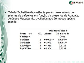 • Tabela 2- Análise de variância para o crescimento de
plantas de cafeeiros em função da presença de Abacate,
Acácia e Macadâmia, avaliadas aos 20 meses após o
plantio.
 