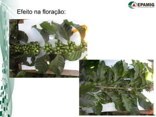 Efeito na floração:
 