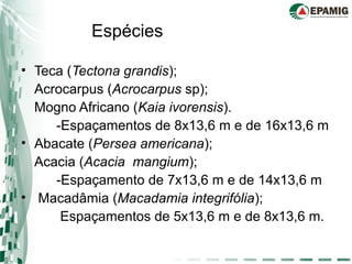 Espécies
• Teca (Tectona grandis);
Acrocarpus (Acrocarpus sp);
Mogno Africano (Kaia ivorensis).
-Espaçamentos de 8x13,6 m e de 16x13,6 m
• Abacate (Persea americana);
Acacia (Acacia mangium);
-Espaçamento de 7x13,6 m e de 14x13,6 m
• Macadâmia (Macadamia integrifólia);
Espaçamentos de 5x13,6 m e de 8x13,6 m.
 