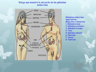 Dibujo que muestra la ubicación de las glándulas 
endocrinas 
Glándulas endocrinas 
importantes: 
Masculino y femeninas 
1. Glándula pineal 
2. Glándula pituitaria 
3. Glándula tiroides 
4. Timo 
5. Glándula adrenal 
6. Páncreas 
7. Ovario 
8. Testículo 
 