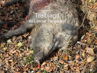 Treibjagd
Im Lainzer Tiergarten!
 