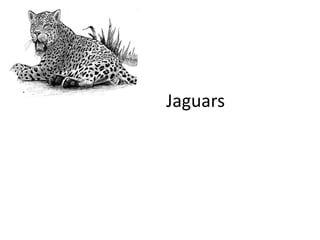                 Jaguars 