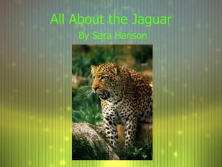 All About the Jaguar By Sara Hanson 