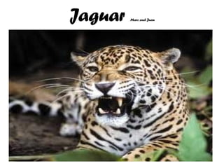 Jaguar                      Marc and Juan




Haga clic para modificar el estilo de subtítulo del patrón
 