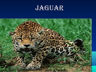 jaguar
 