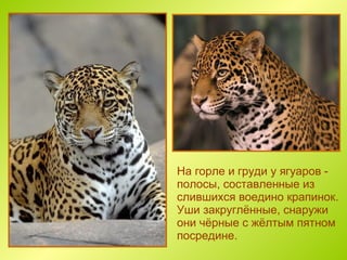 Как читается jaguar