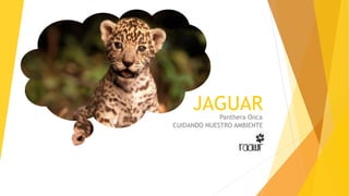 JAGUAR
CUIDANDO NUESTRO AMBIENTE
Panthera Onca
 