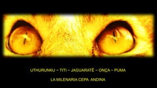 UTHURUNKU ~ TITI ~ JAGUARATÊ ~ ONÇA ~ PUMA
LA MILENARIA CEPA ANDINA
 